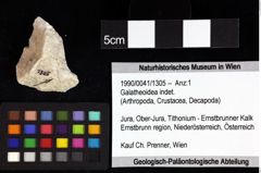 Foto (Objket + Etiketten) von Galatheoidea indet. 